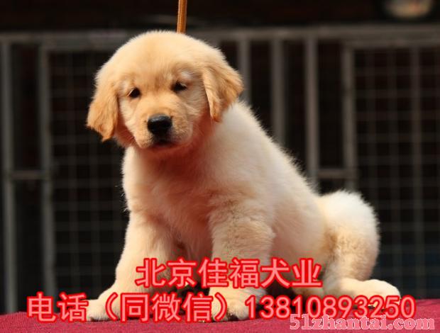 纯种金毛犬 黄金猎犬 大骨架金毛犬 签署协议 北京可送货上门-图1