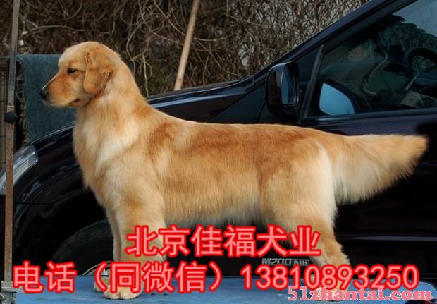 纯种金毛犬 黄金猎犬 大骨架金毛犬 签署协议 北京可送货上门-图2