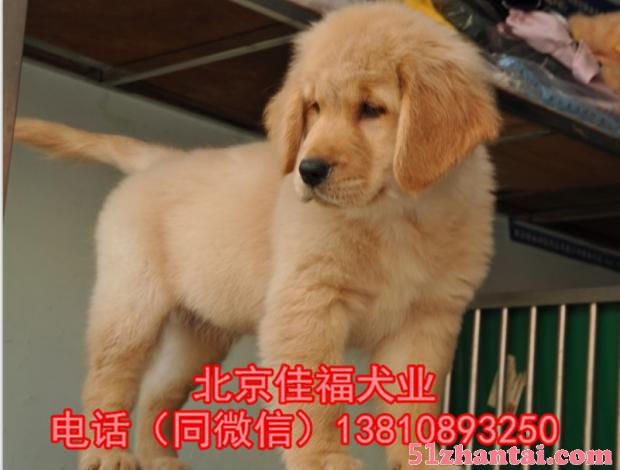 纯种金毛犬 黄金猎犬 大骨架金毛犬 签署协议 北京可送货上门-图3