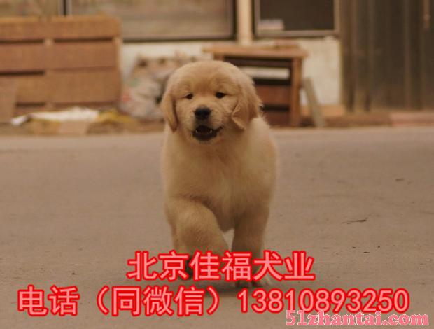 纯种金毛犬 黄金猎犬 大骨架金毛犬 签署协议 北京可送货上门-图4