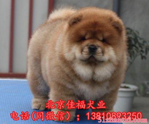 北京哪卖松狮幼犬 纯种松狮犬 黑色松狮 签协议 北京家福犬业-图1