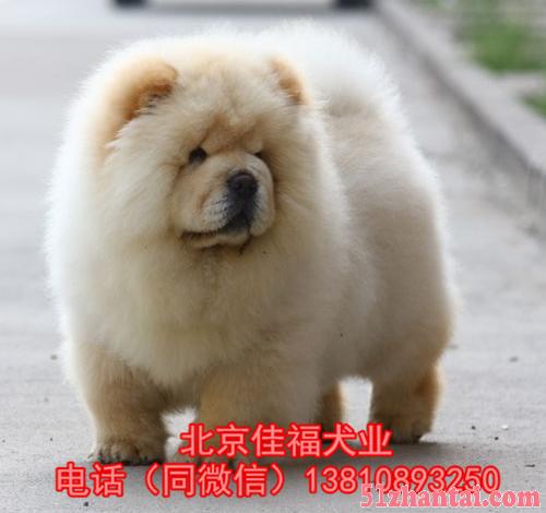 北京哪卖松狮幼犬 纯种松狮犬 黑色松狮 签协议 北京家福犬业-图2