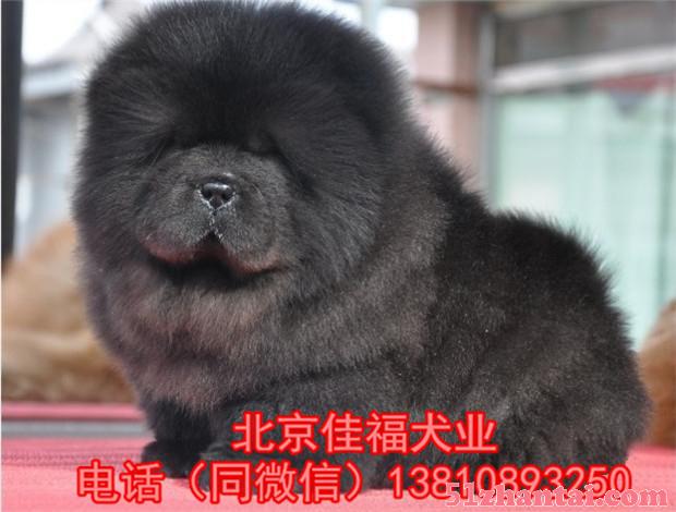 北京哪卖松狮幼犬 纯种松狮犬 黑色松狮 签协议 北京家福犬业-图3