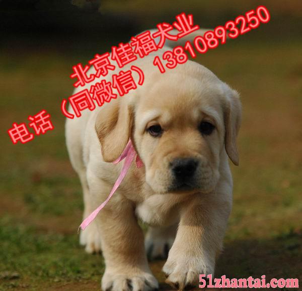 奶白色拉布拉多 纯种拉布拉多犬 北京正规狗场 保成活 可送货-图3
