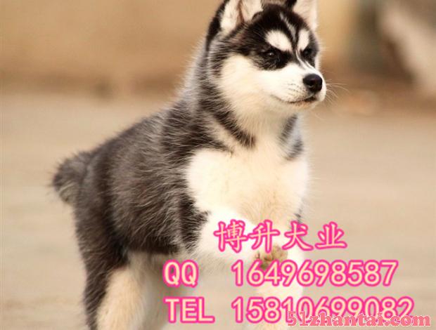 北京哪卖哈士奇犬 纯种哈士奇 疫苗驱虫做完 签署协议 可送货-图1