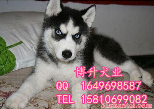 北京哪卖哈士奇犬 纯种哈士奇 疫苗驱虫做完 签署协议 可送货-图4