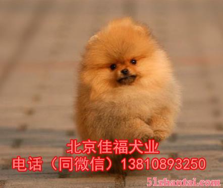 纯种博美犬价格 北京哪里卖博美幼犬 签活体协议 可送货上门-图3