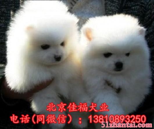 纯种博美犬价格 北京哪里卖博美幼犬 签活体协议 可送货上门-图4