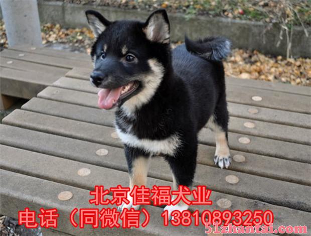 北京哪卖纯种柴犬 日系柴犬 3个月大柴犬 多窝挑选 签署协议-图2