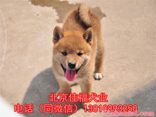 北京哪卖纯种柴犬 日系柴犬 3个月大柴犬 多窝挑选 签署协议-图3