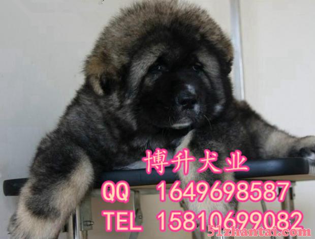 北京哪卖纯种高加索犬 巨型高加索 专业繁育犬舍 已做好疫苗-图1