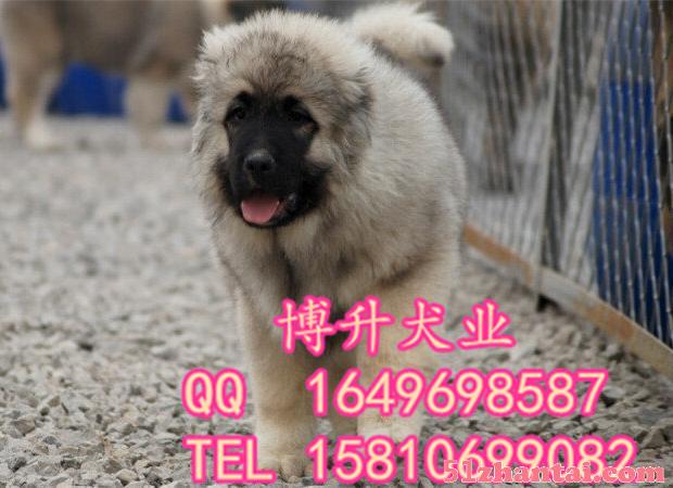 北京哪卖纯种高加索犬 巨型高加索 专业繁育犬舍 已做好疫苗-图2