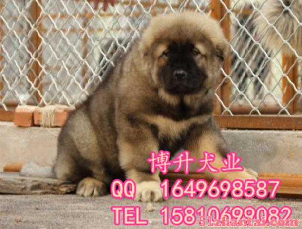 北京哪卖纯种高加索犬 巨型高加索 专业繁育犬舍 已做好疫苗-图4