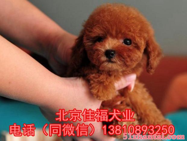 北京哪有卖泰迪犬的 玩具体泰迪犬 签终身质保协议 多窝可挑选-图1