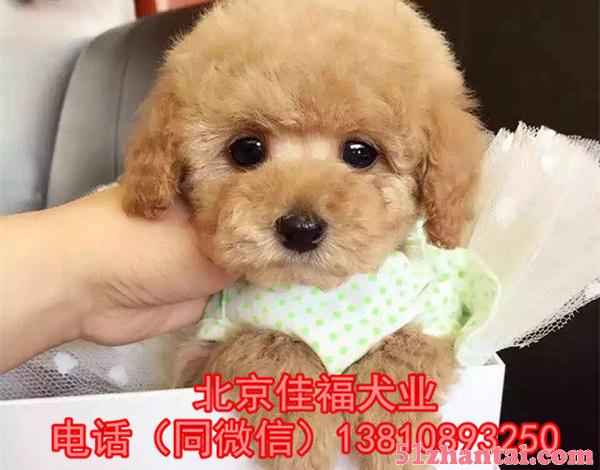 北京哪有卖泰迪犬的 玩具体泰迪犬 签终身质保协议 多窝可挑选-图2