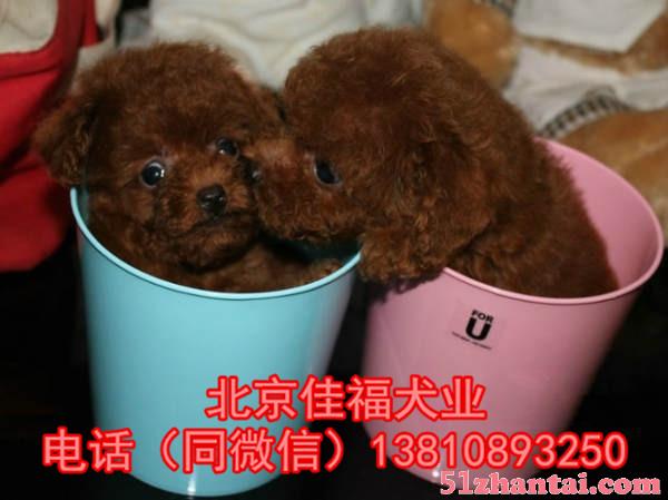 北京哪有卖泰迪犬的 玩具体泰迪犬 签终身质保协议 多窝可挑选-图3