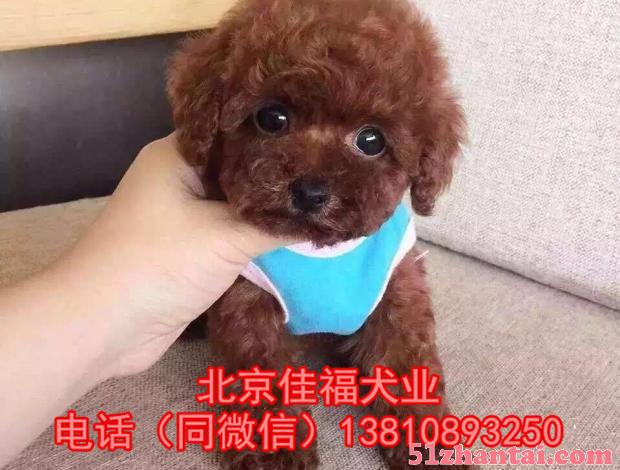 北京哪有卖纯种泰迪犬的 茶杯体泰迪 专业繁殖泰迪犬 签署协议-图1