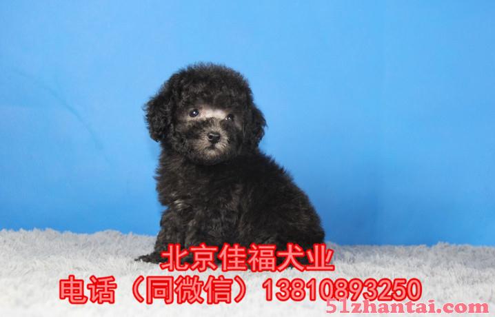 北京哪有卖纯种泰迪犬的 茶杯体泰迪 专业繁殖泰迪犬 签署协议-图3