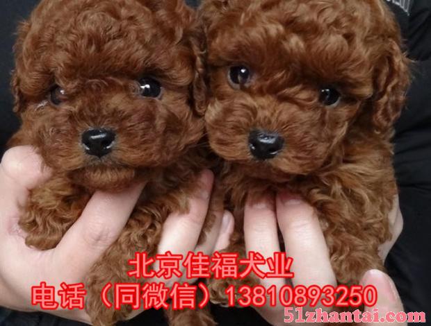 北京哪有卖纯种泰迪犬的 茶杯体泰迪 专业繁殖泰迪犬 签署协议-图4