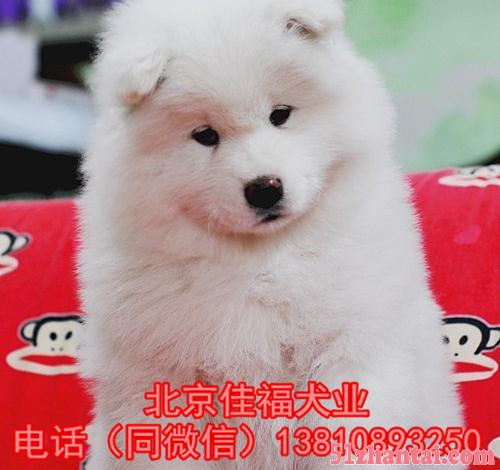 北京哪卖萨摩耶犬 纯种萨摩耶犬 3个月大 签署协议 免费送货-图1