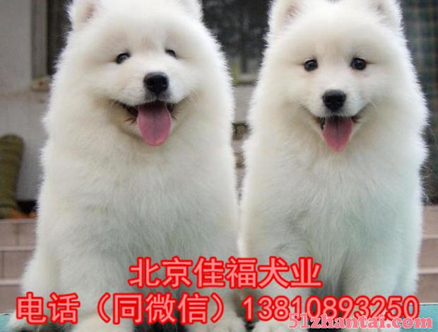 北京哪卖萨摩耶犬 纯种萨摩耶犬 3个月大 签署协议 免费送货-图2