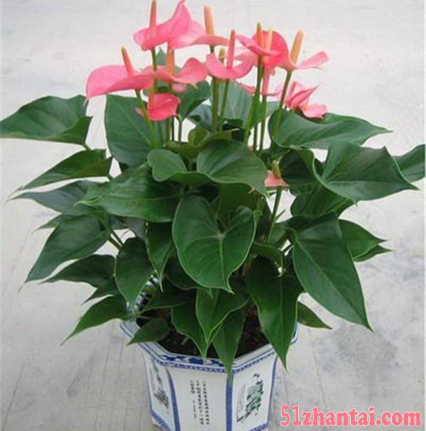 植物租摆 植物销售 植物出租-图1