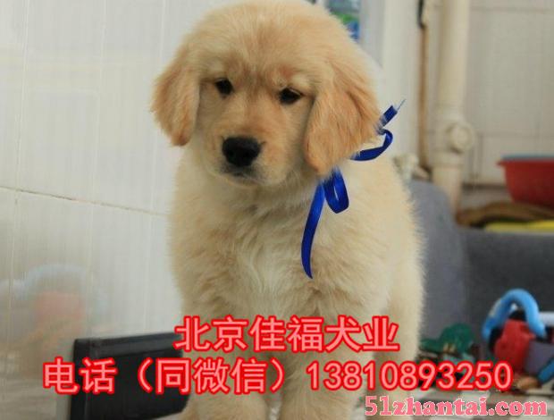 北京哪里卖金毛幼犬 枫叶系金毛犬 黄金猎犬 签订协议 可送货-图1