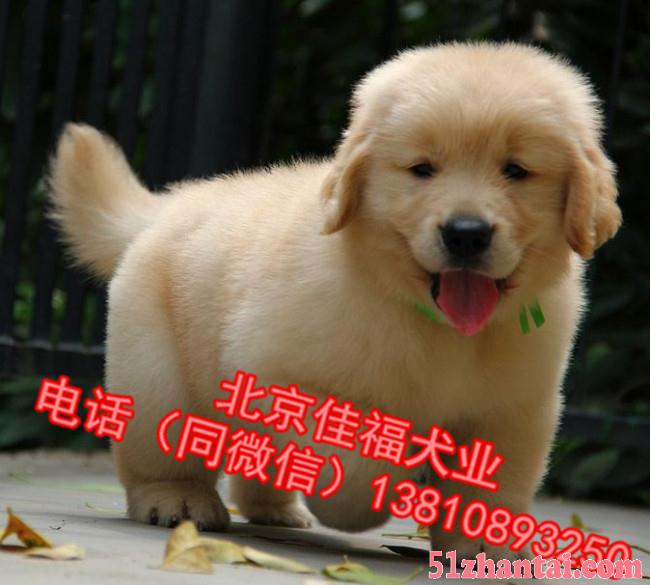 北京哪里卖金毛幼犬 枫叶系金毛犬 黄金猎犬 签订协议 可送货-图2