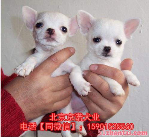 北京哪里出售纯种吉娃娃 吉娃娃颜色 吉娃娃照片吉娃娃犬舍-图1