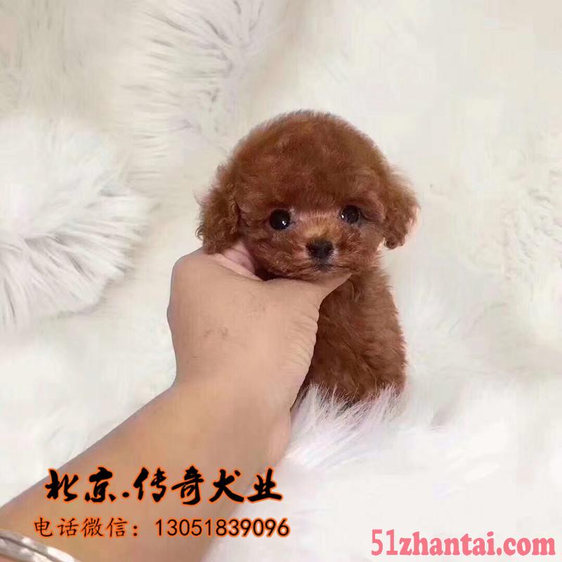 北京家养纯种茶杯泰迪 泰迪熊幼犬 北京泰迪多少钱一只-图1