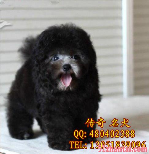 北京家养纯种茶杯泰迪 泰迪熊幼犬 北京泰迪多少钱一只-图2