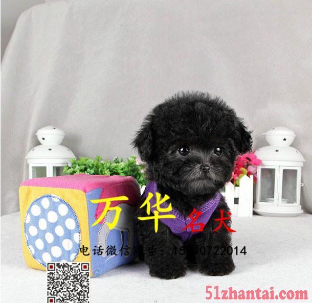 出售纯种茶杯体泰迪 北京泰迪价格 泰迪幼犬体重多少-图1