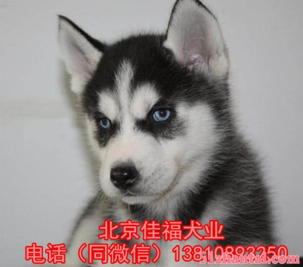 北京哪里卖哈士奇幼犬 纯种哈士奇犬 签协议 专业繁殖 可送货-图1