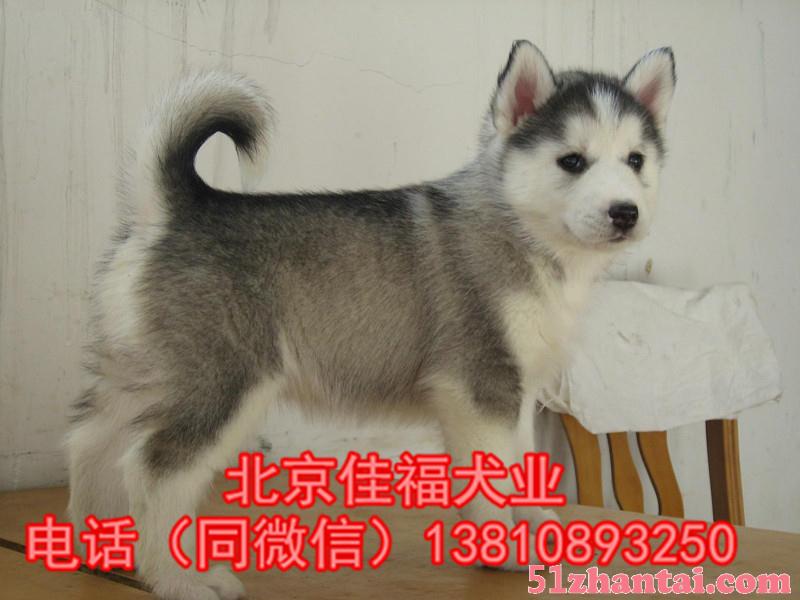 北京哪里卖哈士奇幼犬 纯种哈士奇犬 签协议 专业繁殖 可送货-图2
