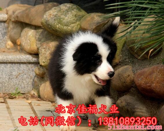 北京边牧犬价格 纯种边境牧羊犬 终身售后 保健康 可送货上门-图1
