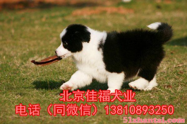 北京边牧犬价格 纯种边境牧羊犬 终身售后 保健康 可送货上门-图2