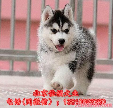 北京哪里卖哈士奇犬 纯种哈士奇犬 疫苗齐全 签合同 免费送货-图2