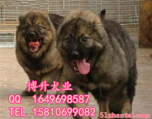 北京高加索犬价格 纯种高加索犬 签署协议 终身售后 同城送货-图2