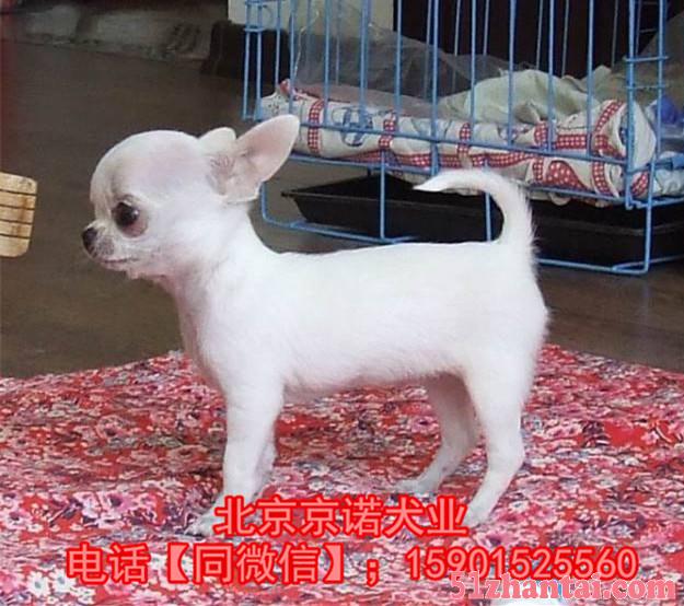 北京吉娃娃犬多少钱一只 苹果头吉娃娃 保健康三个月 终身售后-图1