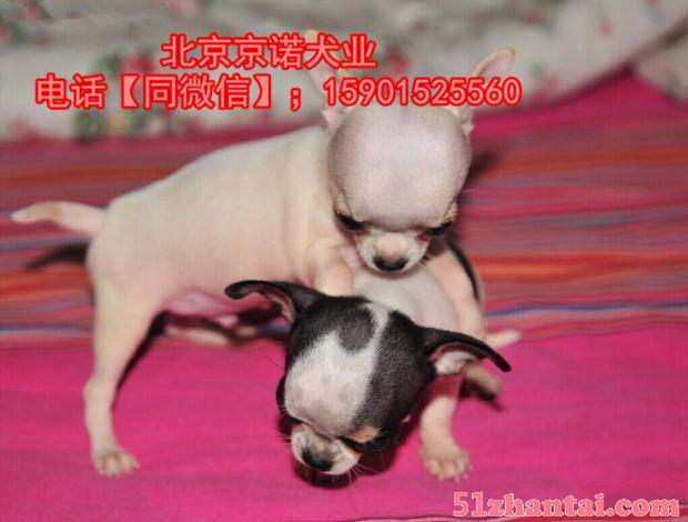 北京吉娃娃犬多少钱一只 苹果头吉娃娃 保健康三个月 终身售后-图2