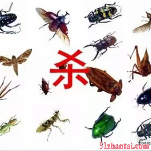 上海杀虫灭鼠公司专业灭蟑螂除虫除蚁-图2